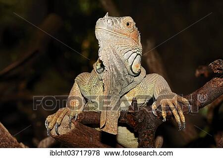 "Green Iguana (Iguana iguana), male, native to South America, captive, North Rhine-Westphalia, Germany, Europe" View Large Photo Image Stock Photo - "Green Iguana (Iguana iguana), male, native to South America, captive, North Rhine-Westphalia, Germany, Europe". Fotosearch