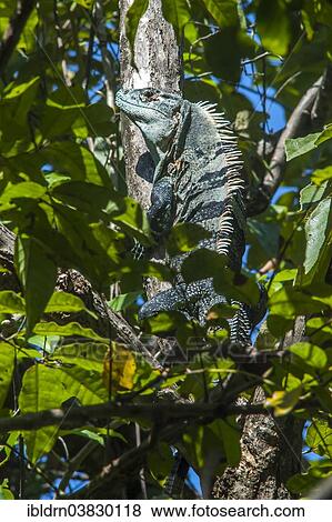 "Green Iguana (Iguana iguana), Puntarenas province, Costa Rica, North America" View Large Photo Image Stock Photo - "Green Iguana (Iguana iguana), Puntarenas province, Costa Rica, North America". Fotosearch