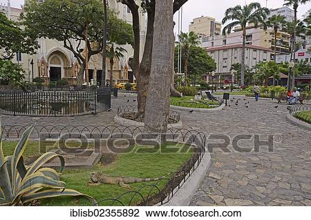"Green Iguanas (Iguana iguana terrestres), at Parque Seminario, Parque Bolivar or Parque de las Iguanas, Iguana Park, Guayaquil, Ecuador, South America" View Large Photo Image Stock Image - "Green Iguanas (Iguana iguana terrestres), at Parque Seminario, Parque Bolivar or Parque de las Iguanas, Iguana Park, Guayaquil, Ecuador, South America". Fotosearch