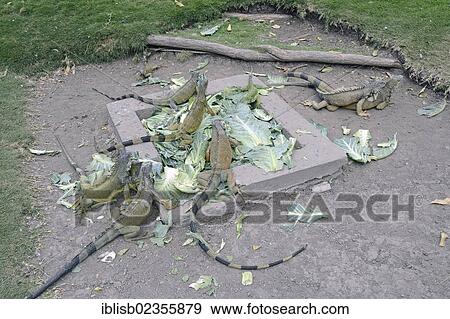 "Green iguanas (Iguana iguana terrestres) in Parque Seminario, Parque Bolivar or Parque de las Iguanas, Iguana Park, Guayaquil, Ecuador, South America" View Large Photo Image Stock Photo - "Green iguanas (Iguana iguana terrestres) in Parque Seminario, Parque Bolivar or Parque de las Iguanas, Iguana Park, Guayaquil, Ecuador, South America". Fotosearch