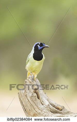 "Green Jay (Cyanocorax yncas), adult, perched on snag, Texas, United States, North America" View Large Photo Image Picture - "Green Jay (Cyanocorax yncas), adult, perched on snag, Texas, United States, North America". Fotosearch