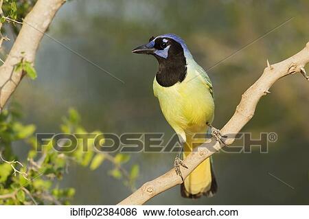 "Green Jay (Cyanocorax yncas), adult, perched on branch, Texas, United States, North America" View Large Photo Image Stock Photograph - "Green Jay (Cyanocorax yncas), adult, perched on branch, Texas, United States, North America". Fotosearch
