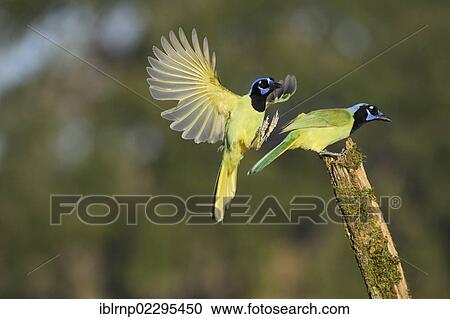 "Green Jay (Cyanocorax yncas), pair, Dinero, Lake Corpus Christi, South Texas, USA" View Large Photo Image Stock Image - "Green Jay (Cyanocorax yncas), pair, Dinero, Lake Corpus Christi, South Texas, USA". Fotosearch