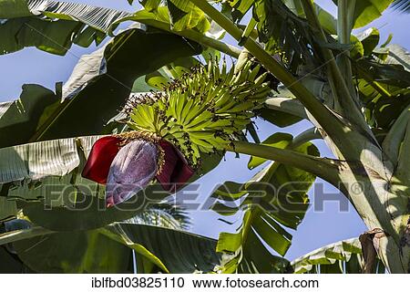 "Green leaves, fruit cluster and the flower of a banana plant (Musa acuminata) in a plantation between the ruins of the former Vijayanagara Empire, Hampi, Karnataka, India, Asia" View Large Photo Image Stock Image - "Green leaves, fruit cluster and the flower of a banana plant (Musa acuminata) in a plantation between the ruins of the former Vijayanagara Empire, Hampi, Karnataka, India, Asia". Fotosearch