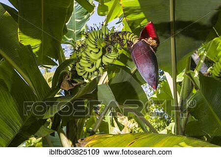 "Green leaves, fruit cluster and the flower of a banana plant (Musa acuminata) in a plantation between the ruins of the former Vijayanagara Empire, Hampi, Karnataka, India, Asia" View Large Photo Image Stock Photo - "Green leaves, fruit cluster and the flower of a banana plant (Musa acuminata) in a plantation between the ruins of the former Vijayanagara Empire, Hampi, Karnataka, India, Asia". Fotosearch