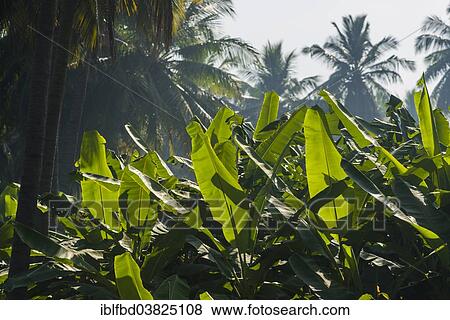 "Green leaves of banana plants (Musa acuminata) in a plantation surrounded by coconut trees between the ruins of the former Vijayanagara Empire, Hampi, Karnataka, India, Asia" View Large Photo Image Stock Photo - "Green leaves of banana plants (Musa acuminata) in a plantation surrounded by coconut trees between the ruins of the former Vijayanagara Empire, Hampi, Karnataka, India, Asia". Fotosearch