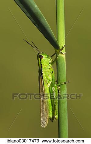 "Green Leek Grasshopper (Mecostethus parapleurus), female, Austria, Europe" View Large Photo Image Stock Photo - "Green Leek Grasshopper (Mecostethus parapleurus), female, Austria, Europe". Fotosearch