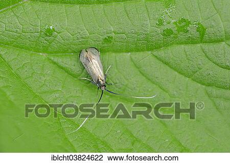"Green Longhorn (Adela reaumurella), female, North Rhine-Westphalia, Germany, Europe" View Large Photo Image Stock Image - "Green Longhorn (Adela reaumurella), female, North Rhine-Westphalia, Germany, Europe". Fotosearch