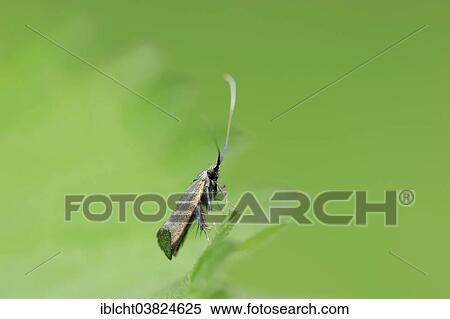 Stock Photography - "Green Longhorn (Adela reaumurella), female, North Rhine-Westphalia, Germany, Europe". Fotosearch