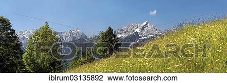 "Green meadow on Eckbauer Mountain, Eckbauer, Garmisch-Partenkirchen, Upper Bavaria, Bavaria, Germany, Europe" View Large Photo Image Stock Image - "Green meadow on Eckbauer Mountain, Eckbauer, Garmisch-Partenkirchen, Upper Bavaria, Bavaria, Germany, Europe". Fotosearch
