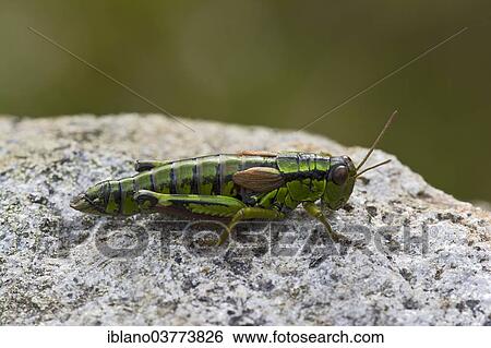 "Green Mountain Grasshopper (Miramella alpina), Alto Adige, Italy, Europe" View Large Photo Image Stock Photograph - "Green Mountain Grasshopper (Miramella alpina), Alto Adige, Italy, Europe". Fotosearch