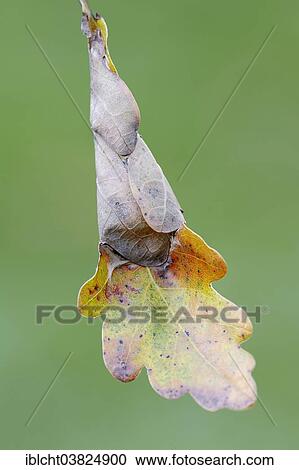 "Green Oak Leaf Roller (Tortrix viridana), caterpillar living in a folded oak leaf, North Rhine-Westphalia, Germany, Europe" View Large Photo Image Stock Image - "Green Oak Leaf Roller (Tortrix viridana), caterpillar living in a folded oak leaf, North Rhine-Westphalia, Germany, Europe". Fotosearch