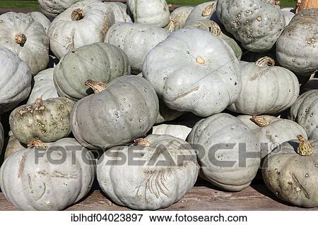 Green pumpkins (Cucurbita maxima) View Large Photo Image Stock Photo - Green pumpkins (Cucurbita maxima). Fotosearch