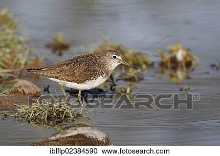 "Green Sandpiper (Tringa ochropus), adult, summer plumage, walking in water, Warwickshire, England, United Kingdom, Europe" View Large Photo Image Stock Image - "Green Sandpiper (Tringa ochropus), adult, summer plumage, walking in water, Warwickshire, England, United Kingdom, Europe". Fotosearch