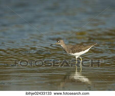 Stock Image - "Green Sandpiper (Tringa ochropus), Lesvos, Greece, Europe". Fotosearch