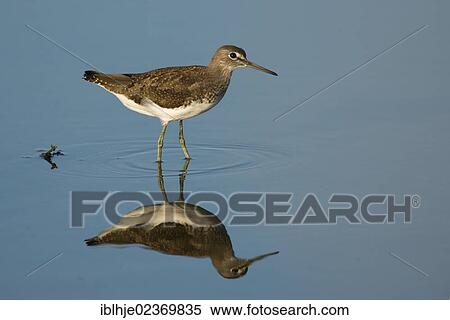 Stock Photography - Green Sandpiper (Tringa ochropus). Fotosearch