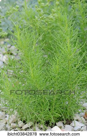 "Green Santolina (Santolina rosmarinifolia, Santolina viridis), Germany, Europe" View Large Photo Image Stock Photo - "Green Santolina (Santolina rosmarinifolia, Santolina viridis), Germany, Europe". Fotosearch