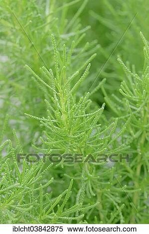 Stock Photography - "Green Santolina (Santolina rosmarinifolia, Santolina viridis), Germany, Europe". Fotosearch