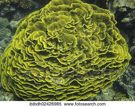 "Green Scroll Coral (Turbinaria reniformis), Mangrove Bay, Red Sea, Egypt, Africa" View Large Photo Image Stock Photography - "Green Scroll Coral (Turbinaria reniformis), Mangrove Bay, Red Sea, Egypt, Africa". Fotosearch