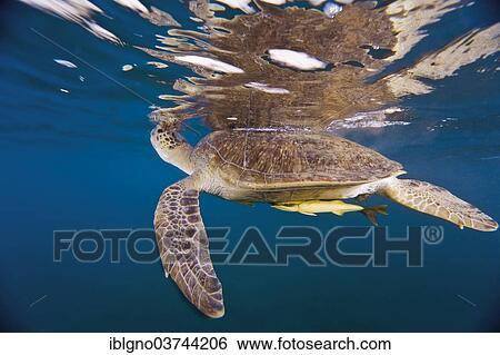 "Green Sea Turtle (Chelonia mydas) at the water surface to breathe air, Red Sea Governorate, Egypt, Africa" View Large Photo Image Stock Photograph - "Green Sea Turtle (Chelonia mydas) at the water surface to breathe air, Red Sea Governorate, Egypt, Africa". Fotosearch