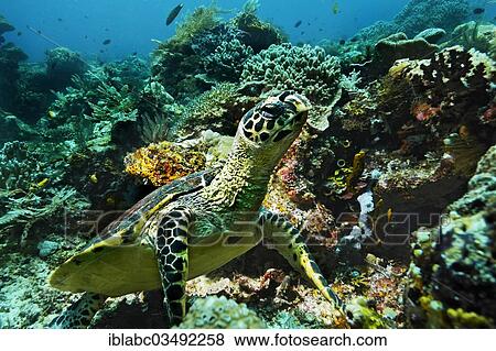 "Green Sea Turtle (Chelonia mydas), Kri Island, Dampier Strait, West Papua, Indonesia, Asia" View Large Photo Image Stock Photo - "Green Sea Turtle (Chelonia mydas), Kri Island, Dampier Strait, West Papua, Indonesia, Asia". Fotosearch