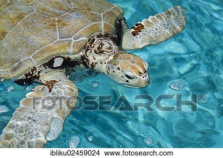"Green sea turtle (Chelonia mydas), Guadeloupe, France, North America" View Large Photo Image Picture - "Green sea turtle (Chelonia mydas), Guadeloupe, France, North America". Fotosearch