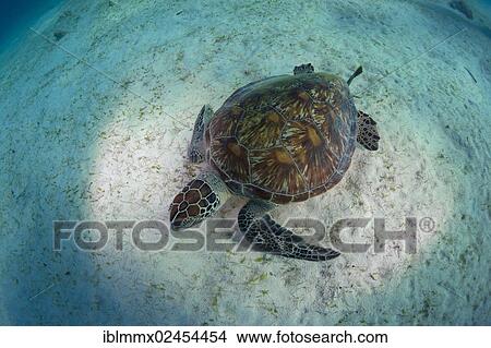 "Green Sea Turtle (Chelonia mydas), Balnek, Busuanga, Philippines, Asia" View Large Photo Image Picture - "Green Sea Turtle (Chelonia mydas), Balnek, Busuanga, Philippines, Asia". Fotosearch