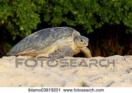 "Green Sea Turtle (Chelonia mydas), sand beach, Selangan island, Borneo, Malaysia, Asia" View Large Photo Image Stock Image - "Green Sea Turtle (Chelonia mydas), sand beach, Selangan island, Borneo, Malaysia, Asia". Fotosearch