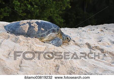 "Green Sea Turtle (Chelonia mydas), sand beach, Selangan island, Borneo, Malaysia, Asia" View Large Photo Image Stock Image - "Green Sea Turtle (Chelonia mydas), sand beach, Selangan island, Borneo, Malaysia, Asia". Fotosearch