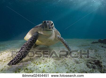 "Green Sea Turtle (Chelonia mydas), Balnek, Busuanga, Philippines, Asia" View Large Photo Image Stock Image - "Green Sea Turtle (Chelonia mydas), Balnek, Busuanga, Philippines, Asia". Fotosearch