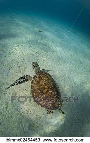 "Green Sea Turtle (Chelonia mydas), Balnek, Busuanga, Philippines, Asia" View Large Photo Image Stock Image - "Green Sea Turtle (Chelonia mydas), Balnek, Busuanga, Philippines, Asia". Fotosearch