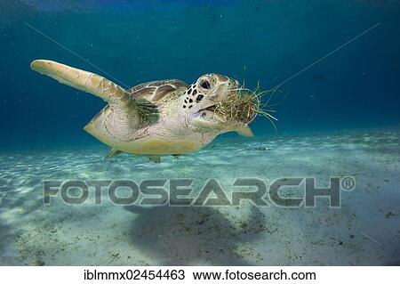 "Green Sea Turtle (Chelonia mydas) eating seagrass, Balnek, Busuanga, Philippines, Asia" View Large Photo Image Stock Image - "Green Sea Turtle (Chelonia mydas) eating seagrass, Balnek, Busuanga, Philippines, Asia". Fotosearch