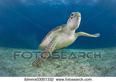 "Green Sea Turtle (Chelonia mydas), Busuanga, Philippines, Asia" View Large Photo Image Stock Image - "Green Sea Turtle (Chelonia mydas), Busuanga, Philippines, Asia". Fotosearch