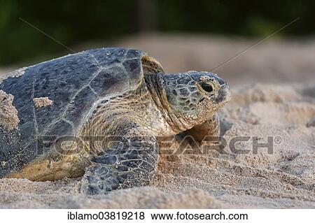 "Green Sea Turtle (Chelonia mydas), sand beach, Selangan island, Borneo, Malaysia, Asia" View Large Photo Image Stock Photo - "Green Sea Turtle (Chelonia mydas), sand beach, Selangan island, Borneo, Malaysia, Asia". Fotosearch