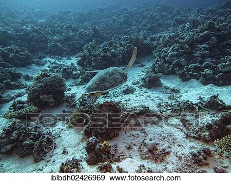 "Green Sea Turtle (Chelonia mydas), Mangrove Bay, Red Sea, Egypt, Africa" View Large Photo Image Stock Photo - "Green Sea Turtle (Chelonia mydas), Mangrove Bay, Red Sea, Egypt, Africa". Fotosearch