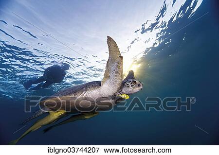 Stock Photo - "Green Sea Turtle (Chelonia mydas) going to the water surface to breathe air, Red Sea Governorate, Egypt, Africa". Fotosearch