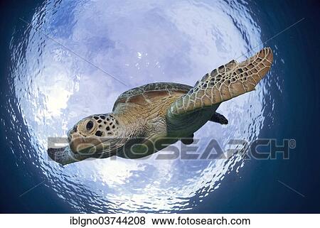 Stock Photo - "Green Sea Turtle (Chelonia mydas) while descending, Dimakya Island, Calamian Islands, Palawan, Mimaropa, Philippines, Asia". Fotosearch