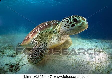 "Green Sea Turtle (Chelonia mydas), Balnek, Busuanga, Philippines, Asia" View Large Photo Image Stock Photo - "Green Sea Turtle (Chelonia mydas), Balnek, Busuanga, Philippines, Asia". Fotosearch