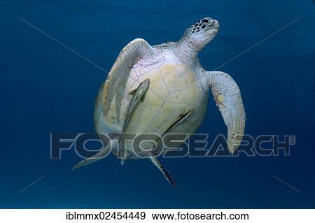 "Green Sea Turtle (Chelonia mydas), Balnek, Busuanga, Philippines, Asia" View Large Photo Image Stock Photo - "Green Sea Turtle (Chelonia mydas), Balnek, Busuanga, Philippines, Asia". Fotosearch