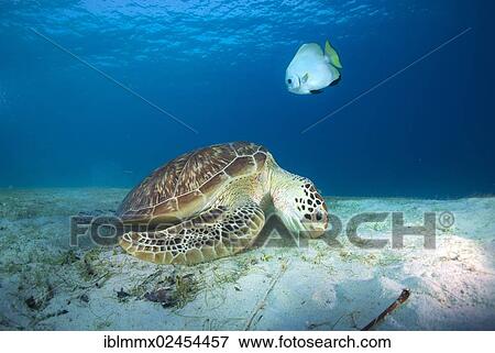 "Green Sea Turtle (Chelonia mydas) eating seagrass, Balnek, Busuanga, Philippines, Asia" View Large Photo Image Stock Photo - "Green Sea Turtle (Chelonia mydas) eating seagrass, Balnek, Busuanga, Philippines, Asia". Fotosearch