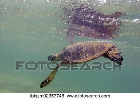 "Green Sea Turtle (Chelonia mydas) foraging for food in the shallow, restless sea, Kona Coast, Big Island, Hawaii, USA" View Large Photo Image Stock Photo - "Green Sea Turtle (Chelonia mydas) foraging for food in the shallow, restless sea, Kona Coast, Big Island, Hawaii, USA". Fotosearch