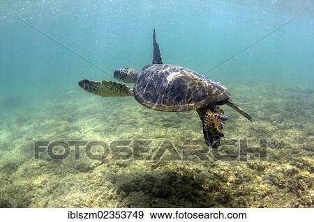 "Green Sea Turtle (Chelonia mydas) foraging for food in the shallow, restless sea, Kona Coast, Big Island, Hawaii, USA" View Large Photo Image Stock Photo - "Green Sea Turtle (Chelonia mydas) foraging for food in the shallow, restless sea, Kona Coast, Big Island, Hawaii, USA". Fotosearch