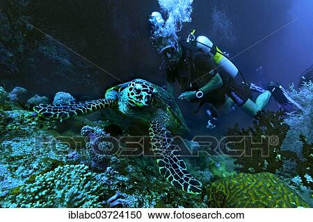 "Green Sea Turtle (Chelonia mydas) with a scuba diver, Raja Ampat, West Papua, Indonesia, Asia" View Large Photo Image Stock Image - "Green Sea Turtle (Chelonia mydas) with a scuba diver, Raja Ampat, West Papua, Indonesia, Asia". Fotosearch
