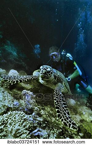 "Green Sea Turtle (Chelonia mydas) with a scuba diver, Raja Ampat, West Papua, Indonesia, Asia" View Large Photo Image Stock Image - "Green Sea Turtle (Chelonia mydas) with a scuba diver, Raja Ampat, West Papua, Indonesia, Asia". Fotosearch