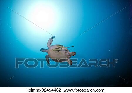 "Green Sea Turtle (Chelonia mydas) with remoras or suckerfishes, Balnek, Busuanga, Philippines, Asia" View Large Photo Image Stock Image - "Green Sea Turtle (Chelonia mydas) with remoras or suckerfishes, Balnek, Busuanga, Philippines, Asia". Fotosearch
