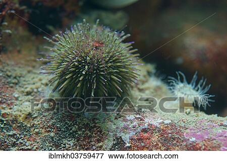 "Green sea urchin (Psammechinus miliaris), sea water aquarium Helgoland, Schleswig-Holstein, Germany, Europe" View Large Photo Image Stock Photo - "Green sea urchin (Psammechinus miliaris), sea water aquarium Helgoland, Schleswig-Holstein, Germany, Europe". Fotosearch