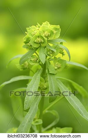 "Green spurge or Leafy spurge (Euphorbia esula), North Rhine-Westphalia, Germany, Europe" View Large Photo Image Stock Photo - "Green spurge or Leafy spurge (Euphorbia esula), North Rhine-Westphalia, Germany, Europe". Fotosearch