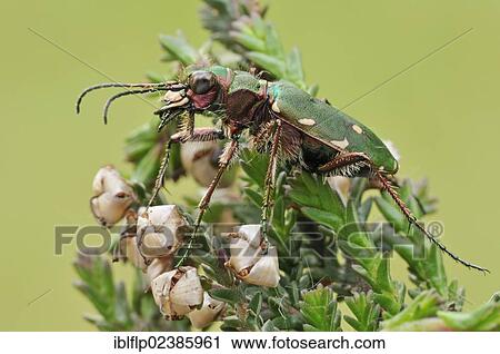 "Green Tiger Beetle (Cicindela campestris), adult, resting on heather, Hatfield Moor, South Yorkshire, England, United Kingdom, Europe" View Large Photo Image Stock Image - "Green Tiger Beetle (Cicindela campestris), adult, resting on heather, Hatfield Moor, South Yorkshire, England, United Kingdom, Europe". Fotosearch