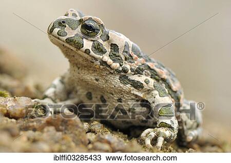 "Green Toad (Bufo viridis), adult, Bornholm, Denmark, Europe" View Large Photo Image Stock Image - "Green Toad (Bufo viridis), adult, Bornholm, Denmark, Europe". Fotosearch