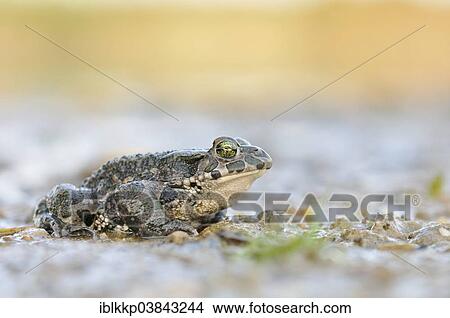 "Green Toad (Bufo viridis complex) in an abandoned gravel pit, Saxony-Anhalt, Germany, Europe" View Large Photo Image Picture - "Green Toad (Bufo viridis complex) in an abandoned gravel pit, Saxony-Anhalt, Germany, Europe". Fotosearch